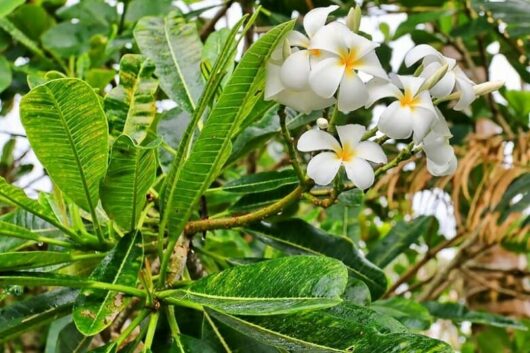 Plumeria 'Singapore White' Frangipani 8" Pot