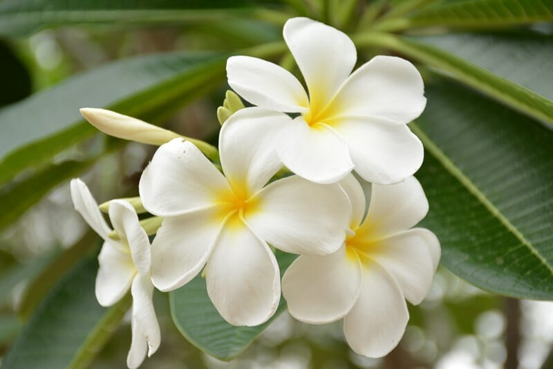 Plumeria 'Singapore White' Frangipani 8