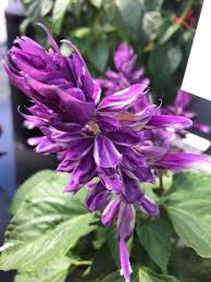 The Salvia 'Grandstand Blue Bicolour' in a 6'' pot features purple flowers with elongated petals set against rich green leaves.