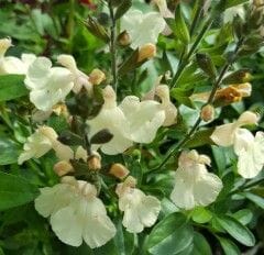 In a garden setting, white flowers and lush green leaves thrive together. The elegant Salvia Mirage™ 'Cream' in a 6" pot enhances this serene landscape with its delicate blooms.