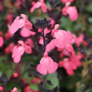 Close-up of Salvia Mirage™ 'Hot Pink' with vibrant flowers and dark stems against blurred greenery, ideal for a 6" pot.