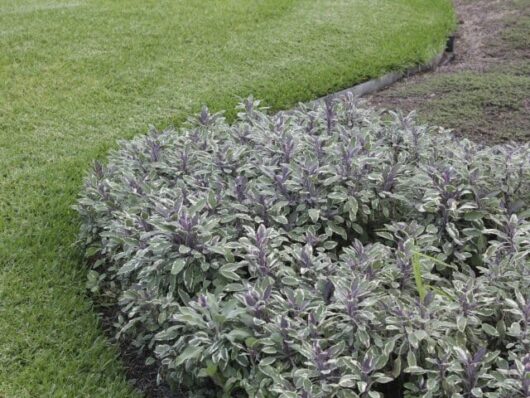 Salvia 'Tri Colour Sage' 3" Pot