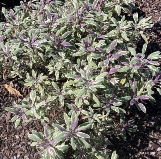 Salvia 'Tri Colour Sage' 3" Pot