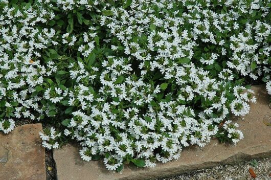 Scaevola 'White' Fan Flower 6" Pot