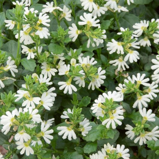 Scaevola 'White' Fan Flower 6" Pot