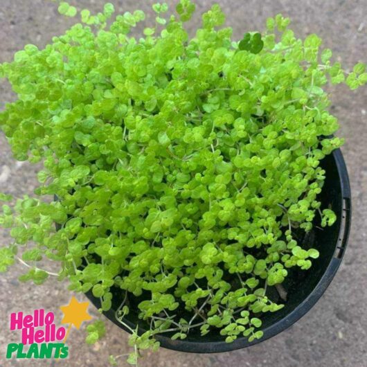 Soleirolia 'Golden Baby's Tears' 6" Pot