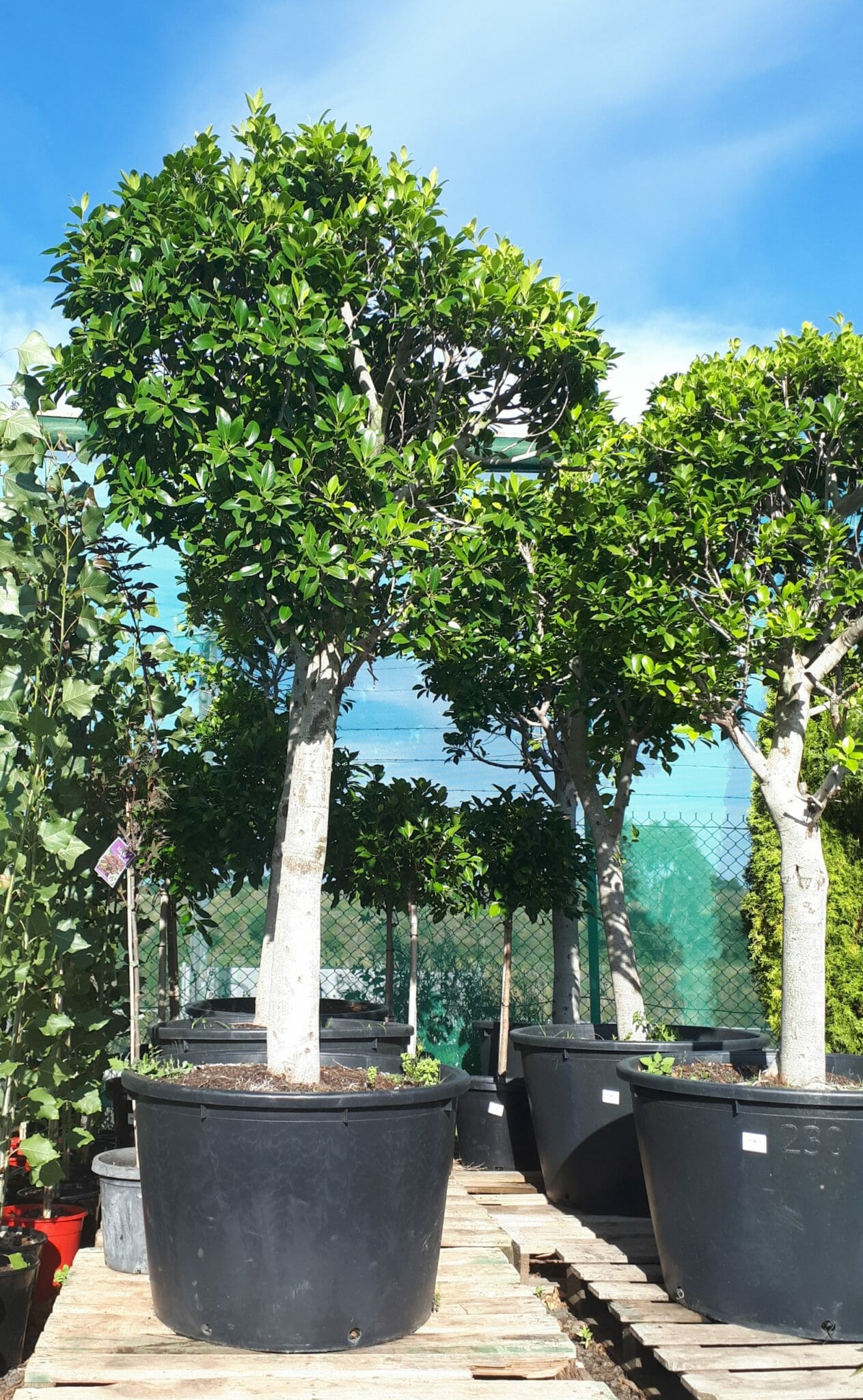 Ficus hillii 230L (Standard) - Hello Hello Plants & Garden Supplies