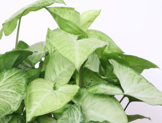 Syngonium 'White Butterfly' 8" Pot