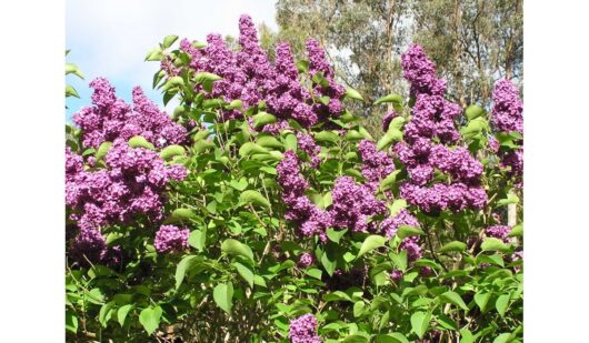 Syringa 'Missimo' Lilac 12" Pot