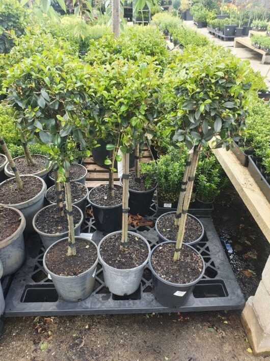 Syzygium 'Resilience' Lilly Pilly Standard 10" Pot