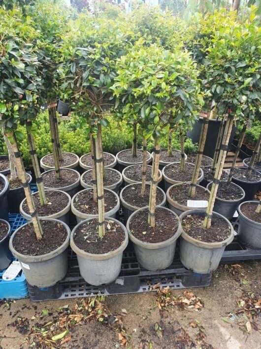Syzygium 'Resilience' Lilly Pilly Standard 12" Pot