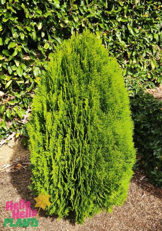 A vibrant Thuja 'Morganii' in an 8" pot adds lush beauty to the garden with its dense green foliage, surrounded by leafy plants and brown mulch.