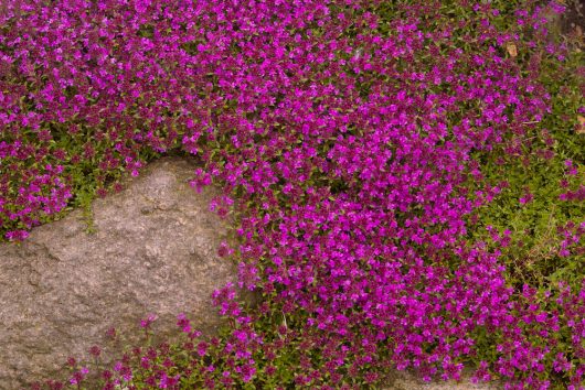 pink flowering thyme creeping over rocks and the dirt in a garden thymus hybris pink creeping thyme