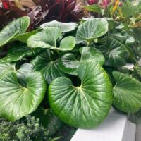 Ligularia 'Tractor Seat' 8" Pot features large, glossy green leaves that grow densely in the container, perfect for adding lush foliage along a concrete border or among other vibrant plants.