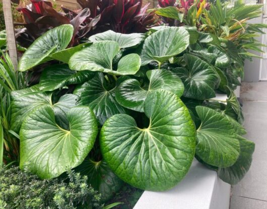 Ligularia 'Tractor Seat' 8" Pot
