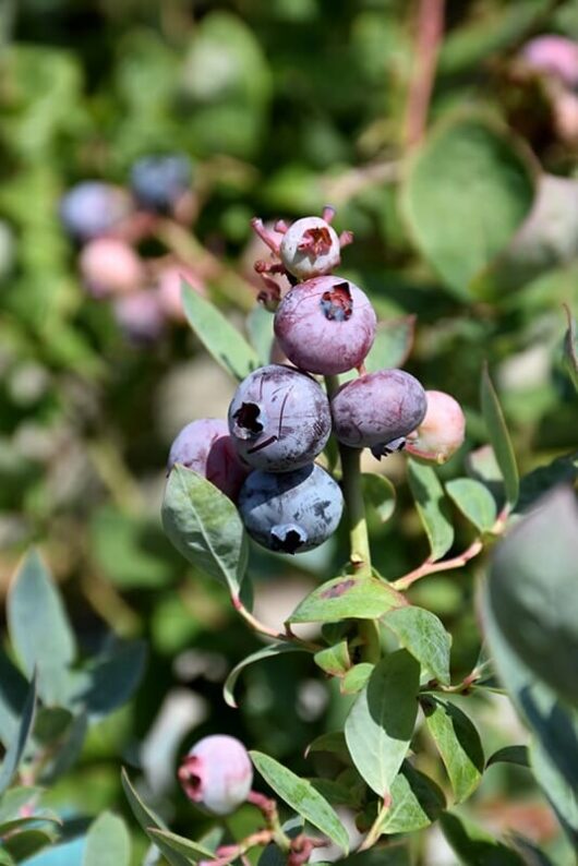 Vaccinium 'Pink Icing™' Blueberry
