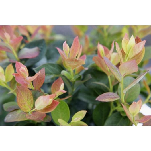 Vaccinium 'Pink Sorbet™' Blueberry