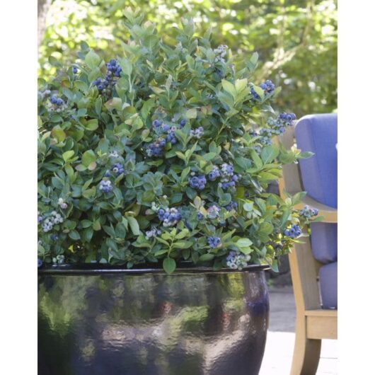 Vaccinium 'Pink Sorbet™' Blueberry