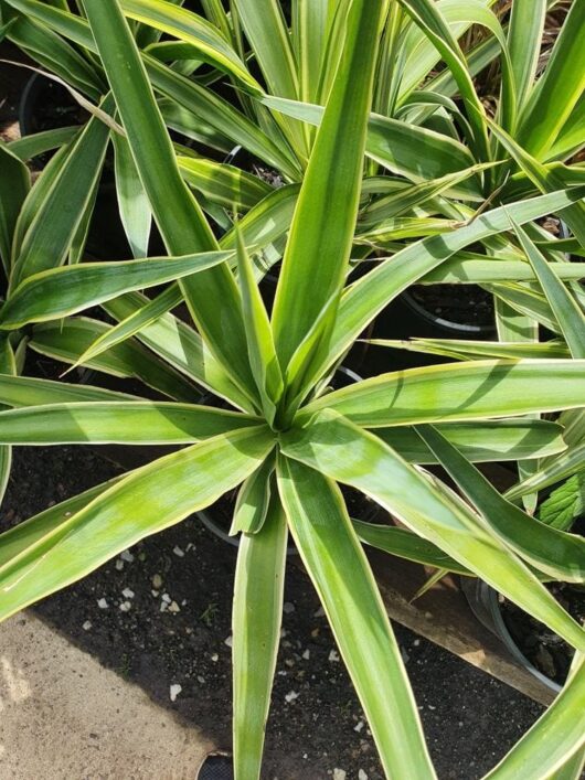 Yucca 'Variegated'