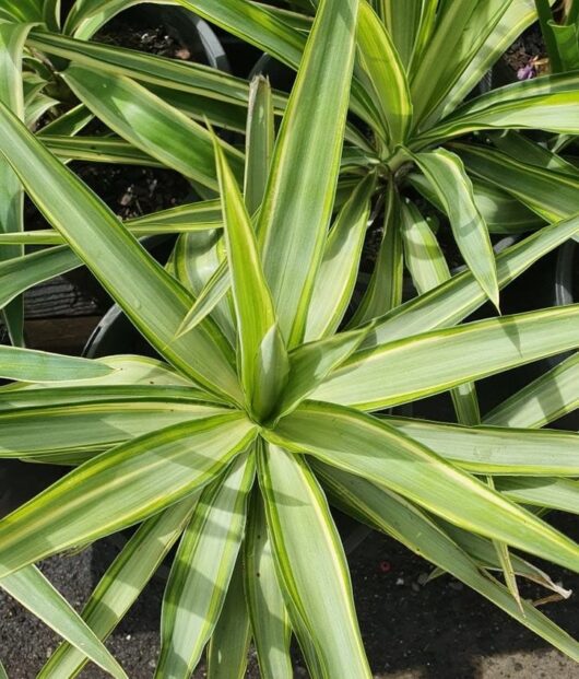 A Yucca 'Variegated' with long, pointed leaves featuring light and dark green stripes sits in an 8" pot, surrounded by similar plants.
