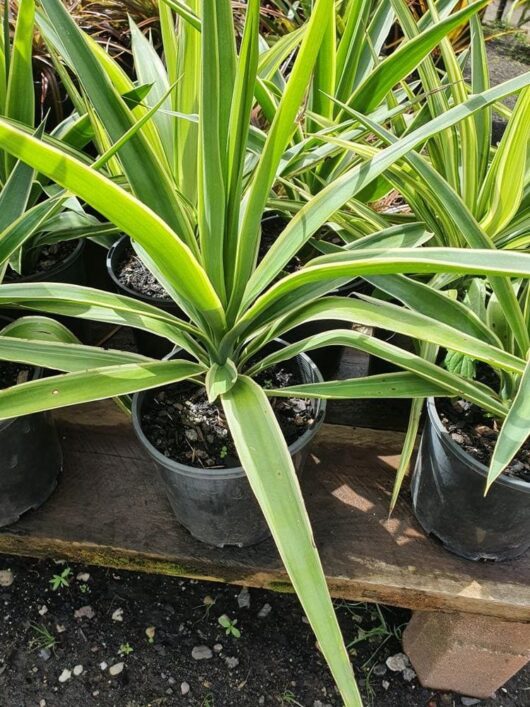Yucca 'Variegated' 8" Pot