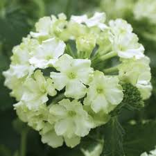 Lush green foliage surrounds pale green and white Verbena 'Lime' blossoms in a 3" pot.