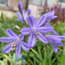 agapanthus baby pete pbr