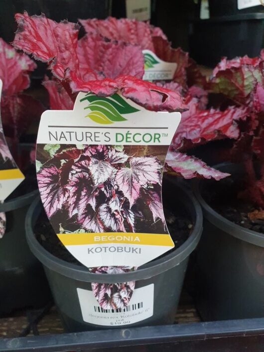 Begonia rex 'Kotobuki' 6" Pot
