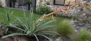Beschorneria yuccoides Mexican Lily growing in a garden with ling red flower spike and lomandra grasses