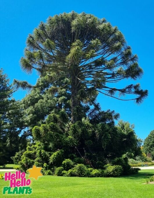 bunya pine