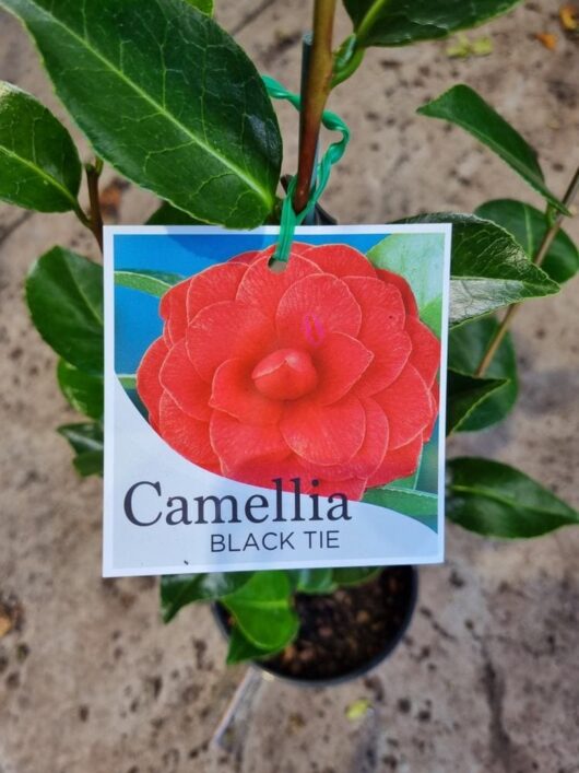 Camellia japonica 'Black Tie' 10" Pot