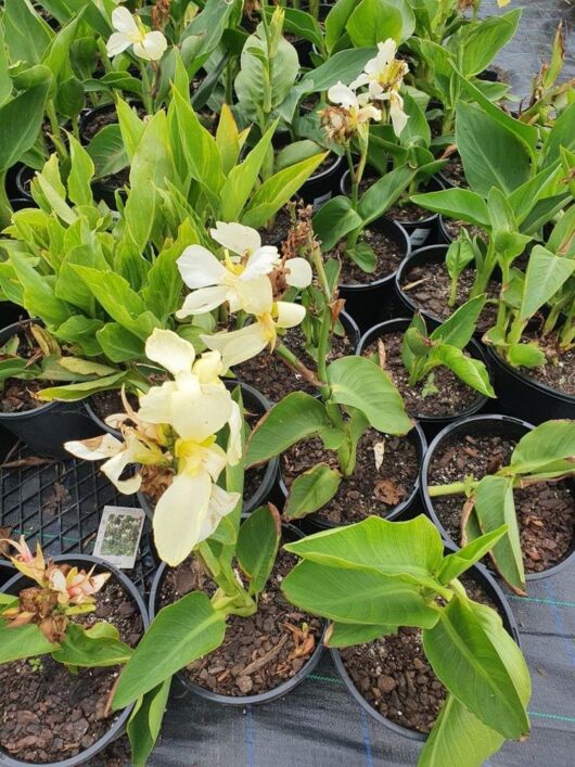 Canna Lily 'Dwarf Tropical Cream' 8" Pot