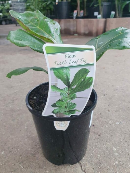 Ficus 'Fiddle Leaf Fig' 6" Pot
