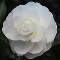 The Camellia sasanqua 'Early Pearly' is in full bloom, showcasing pristine white petals against dark green leaves, all elegantly presented in an 8" pot.