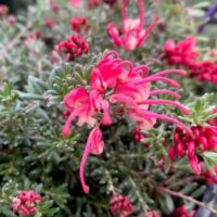 Close-up of vivid red Grevillea 'Winter Delight' flowers featuring elongated petals and clusters of buds, framed by green needle-like foliage.