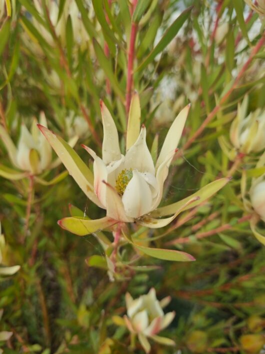 Leucadendron laureolum salignum Maui Sunset flower