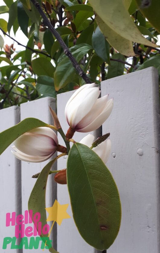 Michelia 'Port Wine' Magnolia
