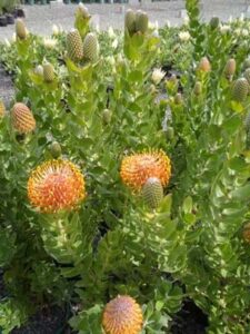 Proteaceae Leucospermum patersonii leucospermum tiara plant