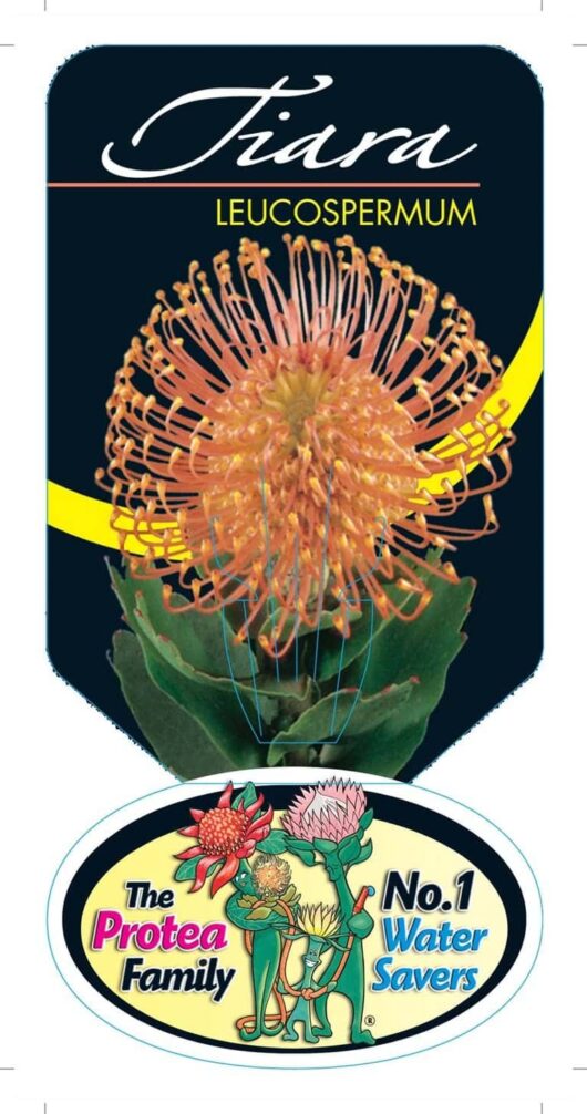 Proteaceae Leucospermum patersonii leucospermum tiara 2