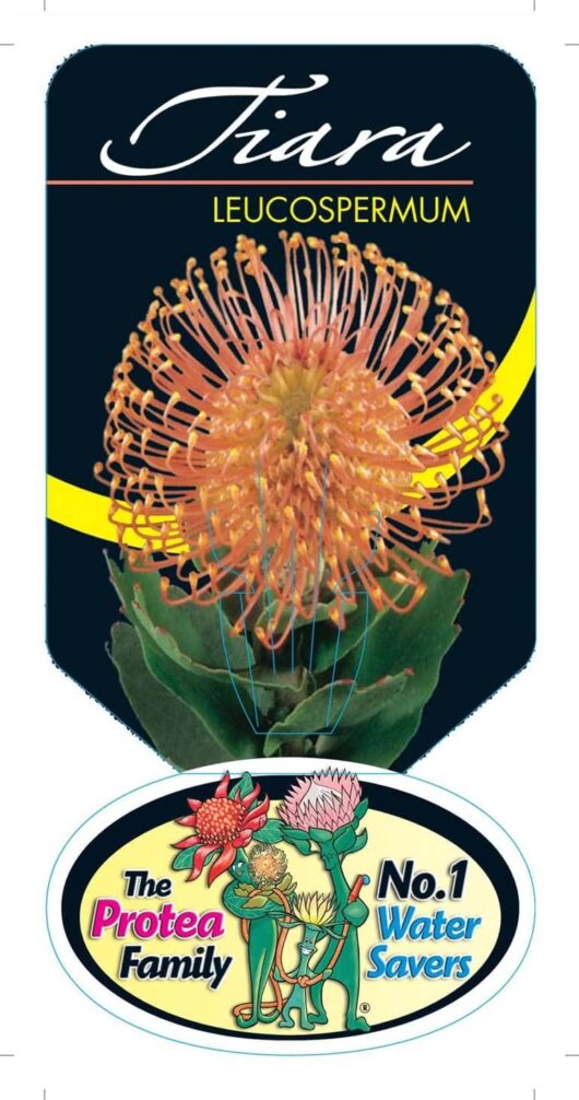 Proteaceae Leucospermum patersonii leucospermum tiara 2