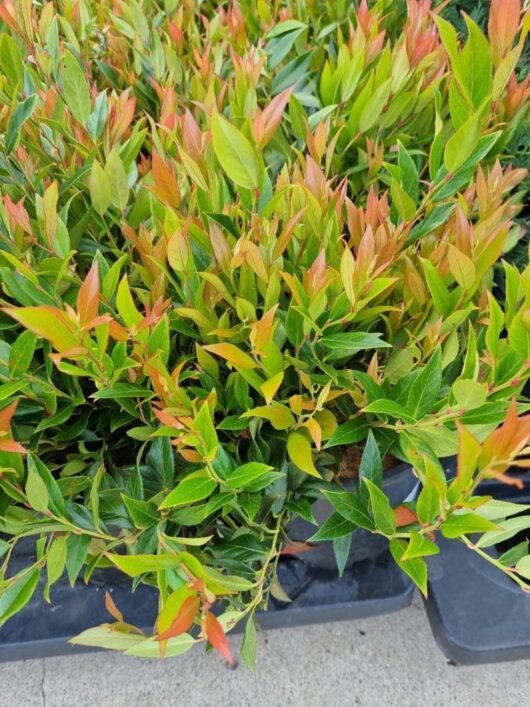 Leucothoe 'Little Flames®'