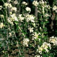 White flower clusters of Pimelea 'Round Leaf Rice Flower' bloom on green leafy stems in an 8" pot, creating a serene allure against a blurred natural background.