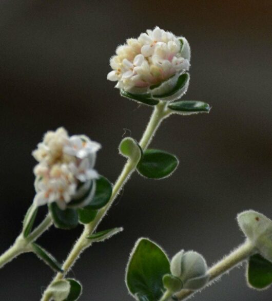 Pimelea 'Round Leaf Rice Flower'