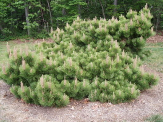 Pinus 'Yatsubusa' Black Pine 16" Pot