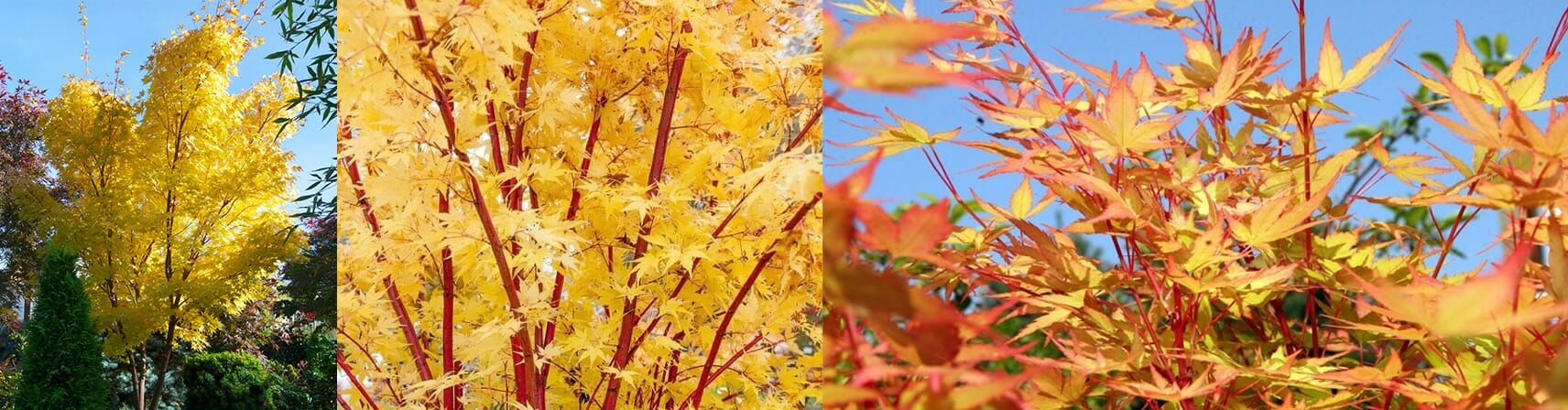 Acer Palmatum ‘Senkaki Coral Bark’ Japanese Maple