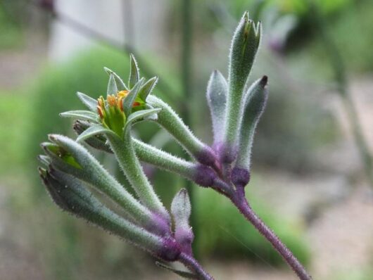 Anigozanthos 'Landscape Lilac' Kangaroo Paw 6" Pot
