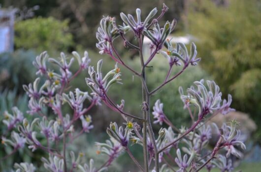 Anigozanthos 'Landscape Lilac' Kangaroo Paw 6" Pot