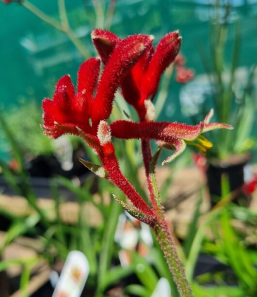 Anigozanthos 'Bush Fury™' Kangaroo Paw