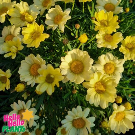 Argyranthemum 'Angelic™ Lemon Pastel' Daisy