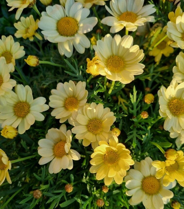 Argyranthemum Marguerite Daisy
